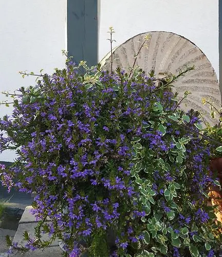 De Witte Molen クラネンブルク